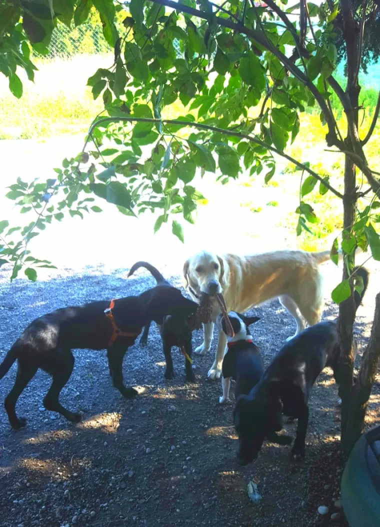 Vrtić i hotel za pse 'Veliki i mali'