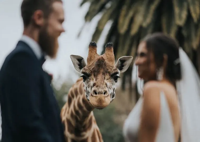 Objavljene su najljep&scaron;e fotke s vjenčanja u 2020. i malo je reći da su savr&scaron;ene!