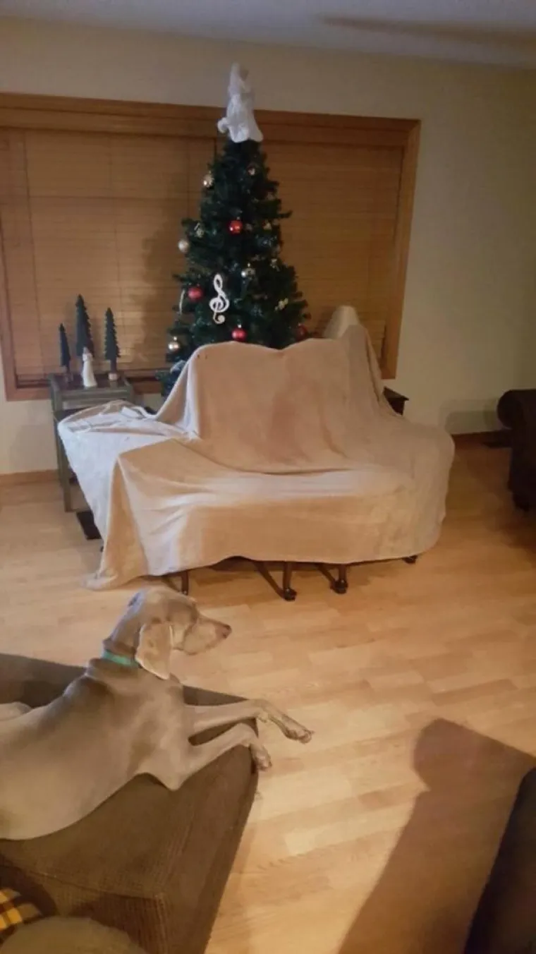 NJIHOVI LJUBIMCI ODLUČILI SU ISKASAPITI BOŽIĆNA DRVCA: Vlasnici do&scaron;li od urnebesnih rije&scaron;enja