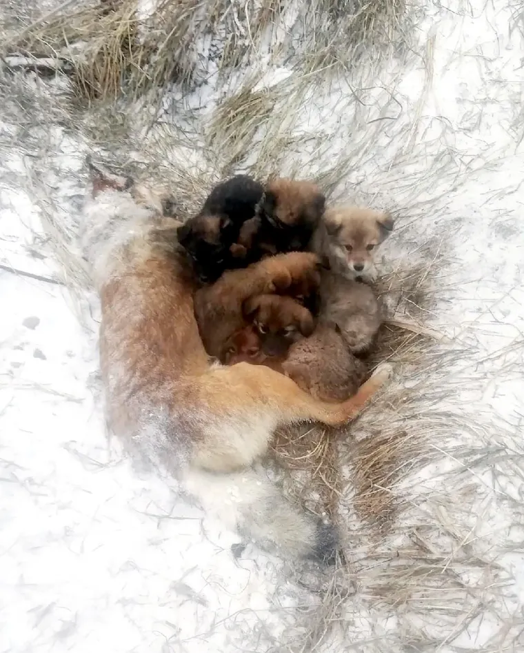 Sedam malenih štenaca spašeno je nakon što su puna tri dana proveli priljubljeni uz mrtvo tijelo svoje majke.