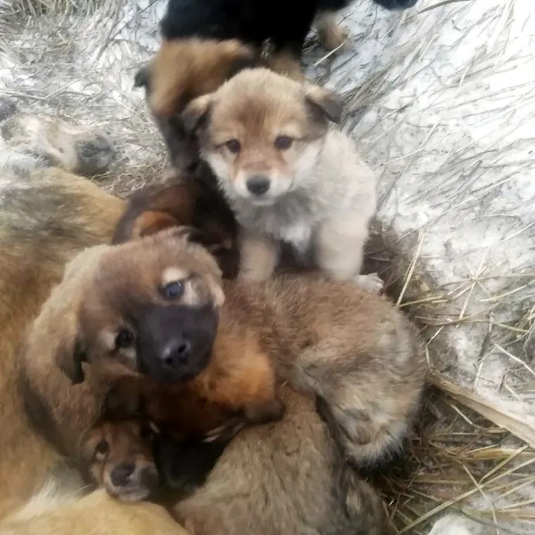 Nesretni psići žalosno su cviljeli očigledno pokušavajući ugrijati svoju mamu na minus 20 Celzijevih stupnjeva u ruskoj regiji Krasnoyarsk.