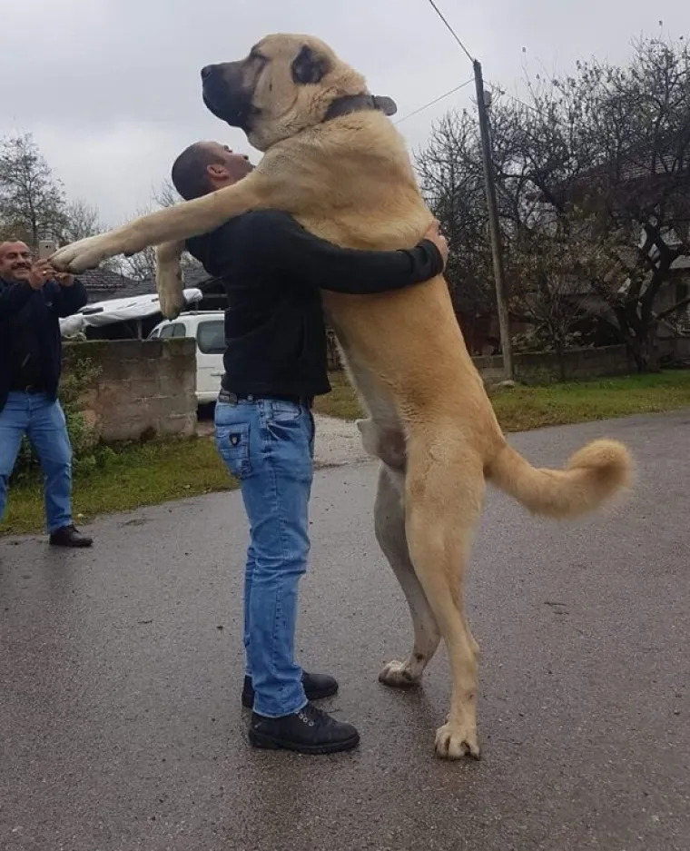 DIVOVI MEKOG SRCA: Fotografije svojih gigantskih ljubimaca stavili na društvene mreže kako bi razbili predrasude