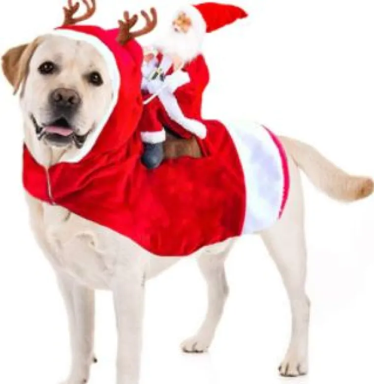 Sve veći trend: Blagdanski kostimi za va&scaron;e ljubimce pravi su hit