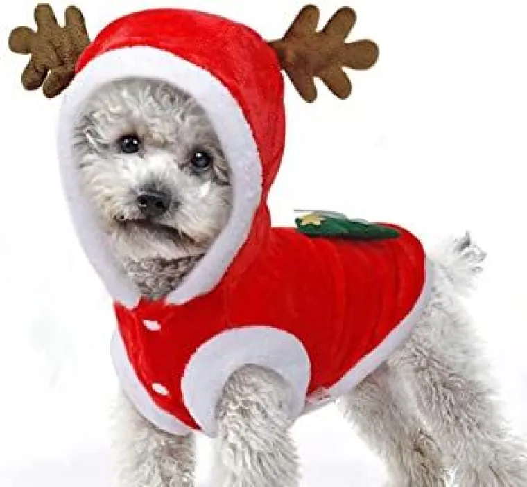 Sve veći trend: Blagdanski kostimi za va&scaron;e ljubimce pravi su hit