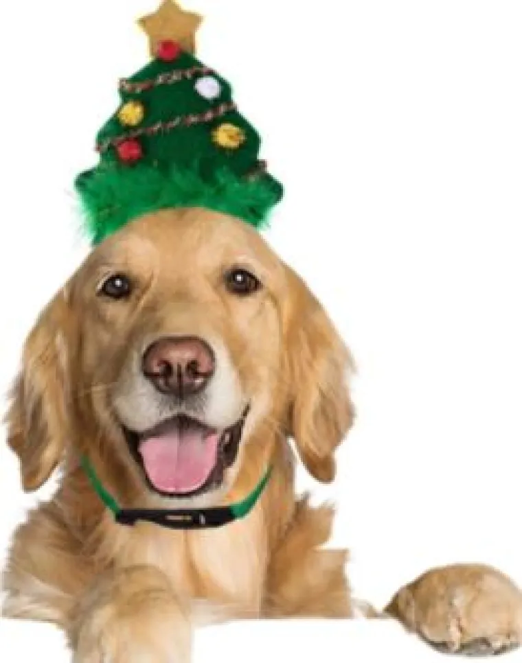 Sve veći trend: Blagdanski kostimi za va&scaron;e ljubimce pravi su hit