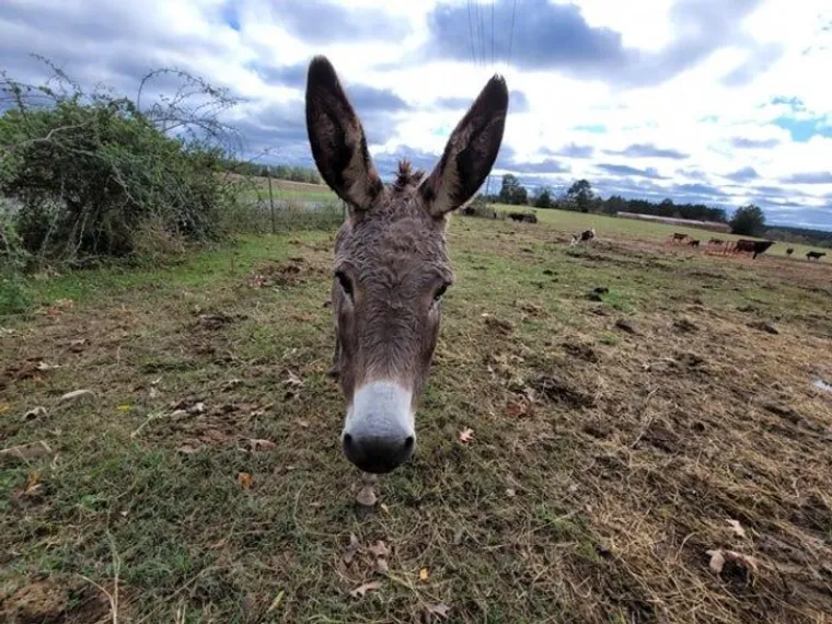 LJUDI, PA &Scaron;TO SE TO, POBOGU, OVDJE DOGAĐA?! Ove fotografije ćete morati dva puta promotriti. Ako ne i vi&scaron;e...