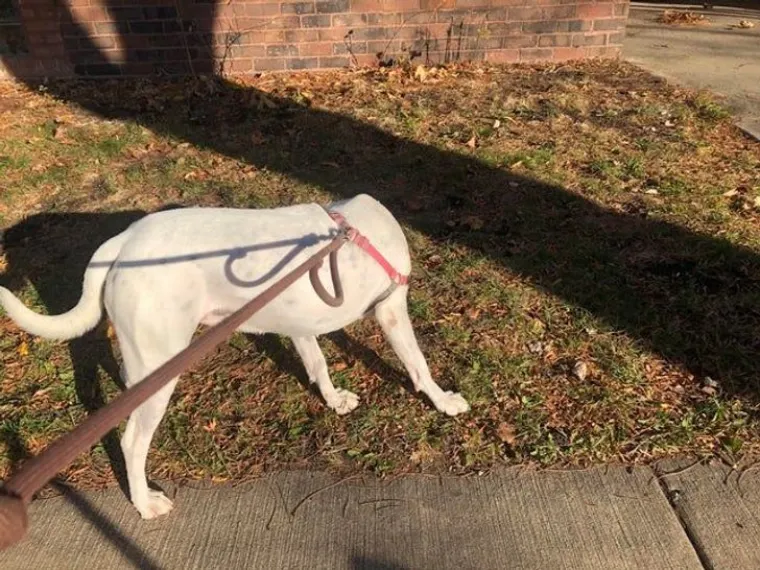 LJUDI, PA &Scaron;TO SE TO, POBOGU, OVDJE DOGAĐA?! Ove fotografije ćete morati dva puta promotriti. Ako ne i vi&scaron;e...