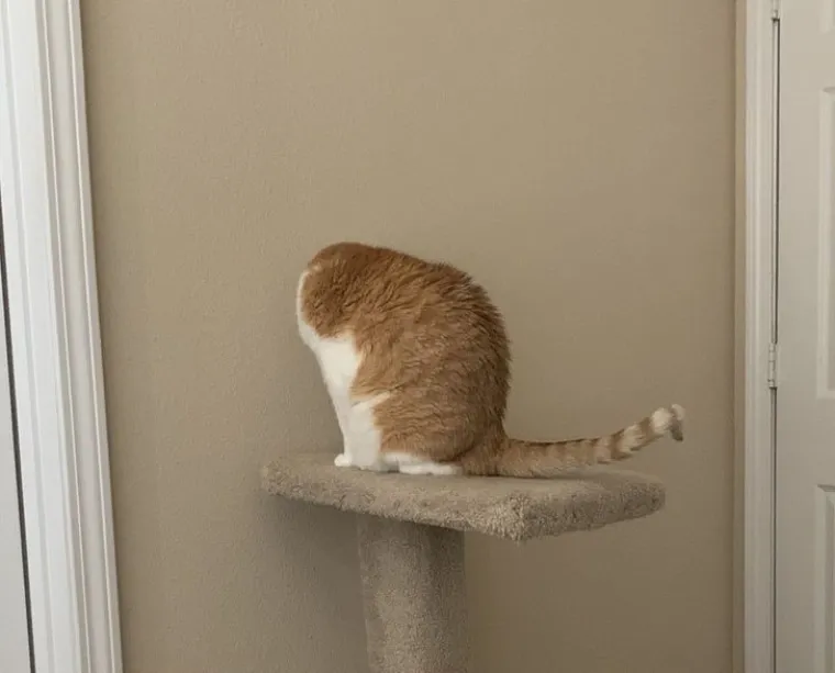 LJUDI, PA &Scaron;TO SE TO, POBOGU, OVDJE DOGAĐA?! Ove fotografije ćete morati dva puta promotriti. Ako ne i vi&scaron;e...