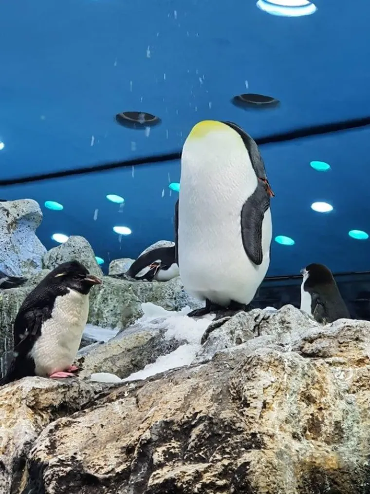 LJUDI, PA &Scaron;TO SE TO, POBOGU, OVDJE DOGAĐA?! Ove fotografije ćete morati dva puta promotriti. Ako ne i vi&scaron;e...