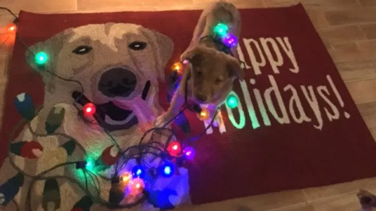 ONI MOGU BAREM MALO OLAK&Scaron;ATI DAN: I u ovo vrijeme nastavljaju s nepodop&scaron;tinama, a &scaron;to bi drugo i radili