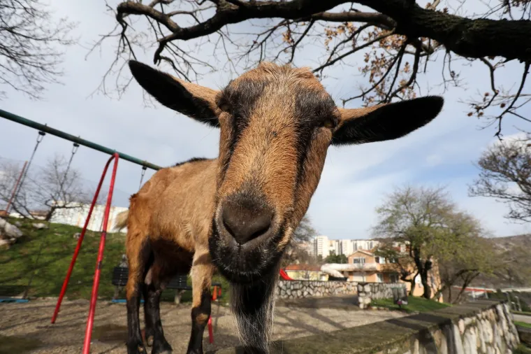 Neobičan gost posjetio je dječje igrali&scaron;te u Rijeci