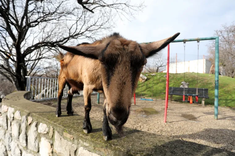 Neobičan gost posjetio je dječje igrali&scaron;te u Rijeci