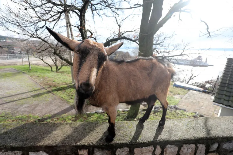 Neobičan gost posjetio je dječje igrali&scaron;te u Rijeci