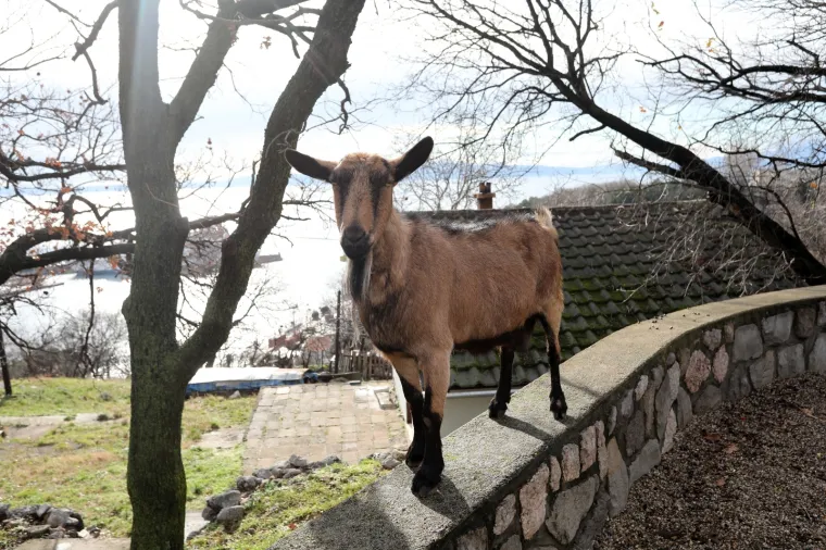 Neobičan gost posjetio je dječje igrali&scaron;te u Rijeci