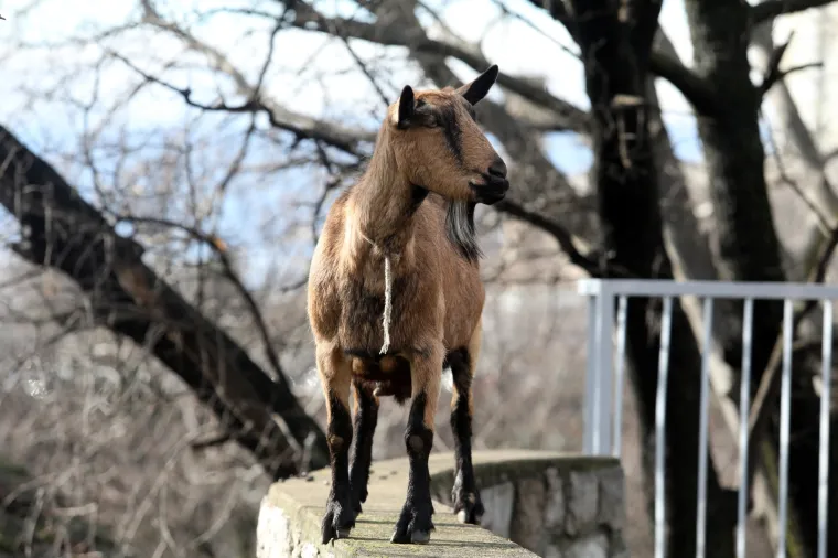 Neobičan gost posjetio je dječje igrali&scaron;te u Rijeci