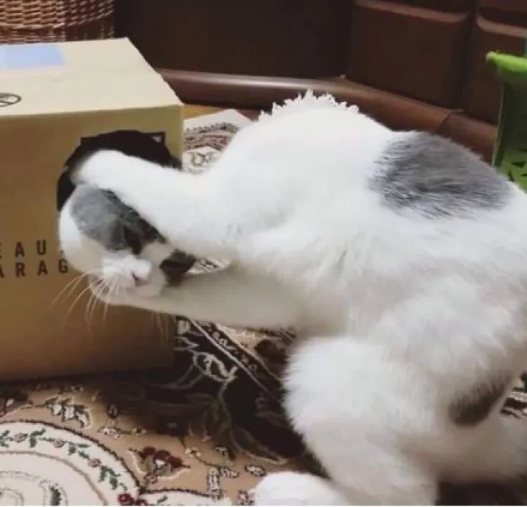 Fotke koje mogu izazvati pomutnju: U njih se treba dobro zagledati!