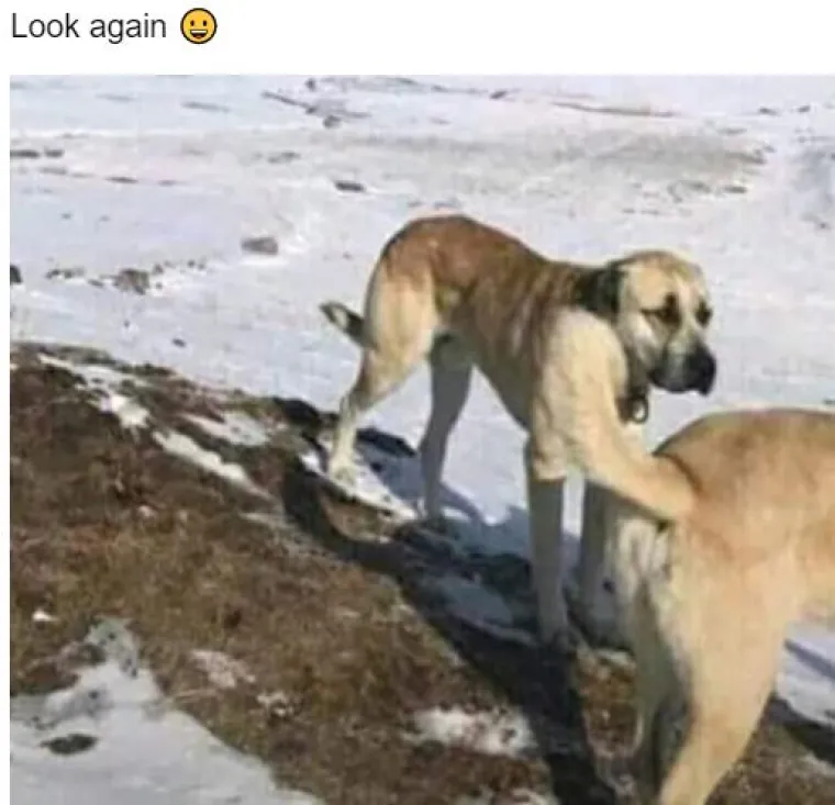 Fotke koje mogu izazvati pomutnju: U njih se treba dobro zagledati!