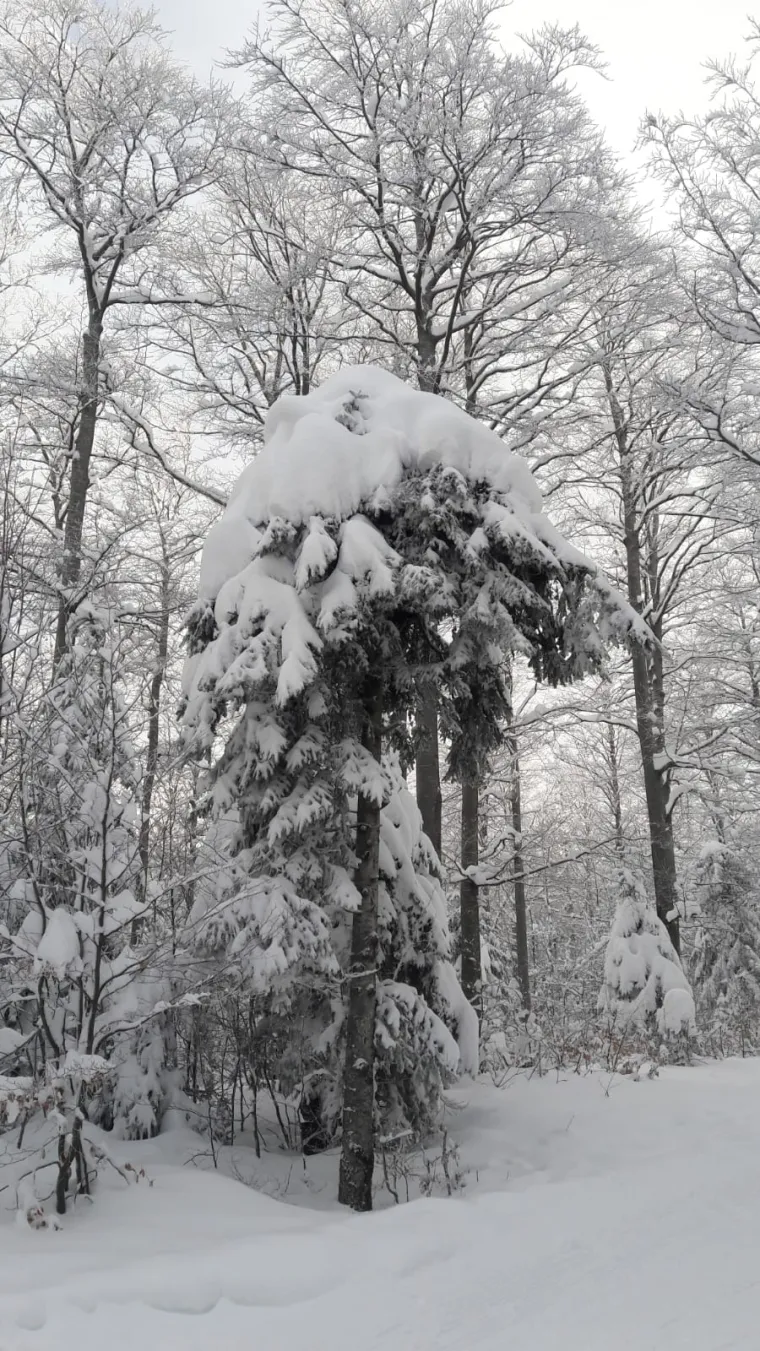 Snježni pokrivač zabijelio je Gorski kotar, skija&scaron;i okupirali Platak