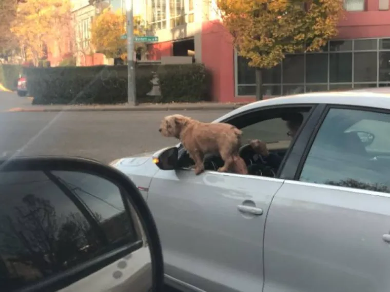 NABIZARNIJI PROMETNI FAILOVI: Treba ih isključiti iz prometa? 'Nema veze, sami ćemo'