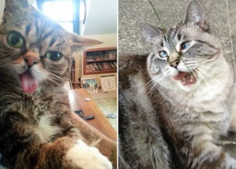 'Kao da su pokvarene': Ove mačke nasmijat će vas svojim pozama i izrazima lica!