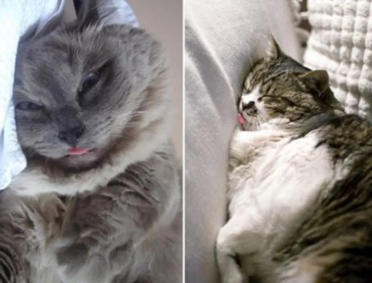 'Kao da su pokvarene': Ove mačke nasmijat će vas svojim pozama i izrazima lica!