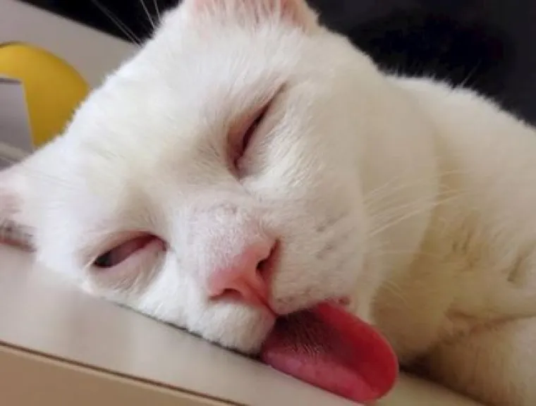 'Kao da su pokvarene': Ove mačke nasmijat će vas svojim pozama i izrazima lica!