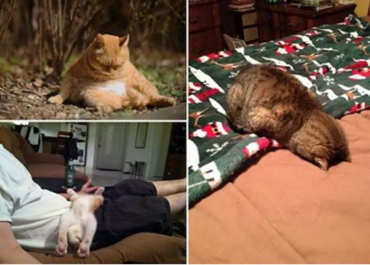 'Kao da su pokvarene': Ove mačke nasmijat će vas svojim pozama i izrazima lica!