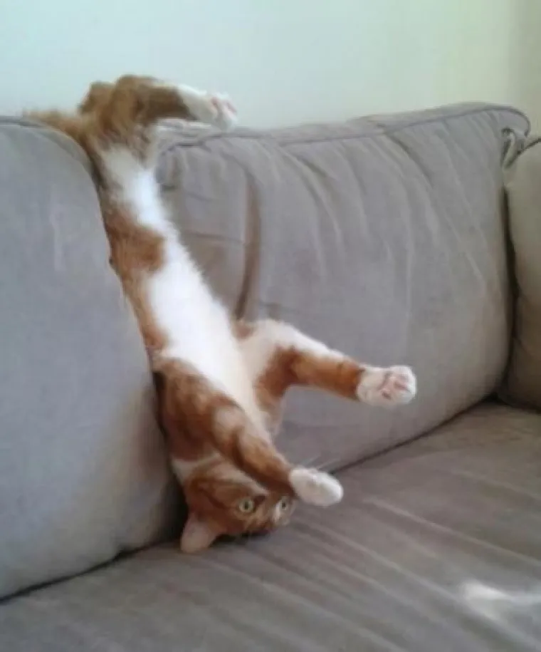 'Kao da su pokvarene': Ove mačke nasmijat će vas svojim pozama i izrazima lica!