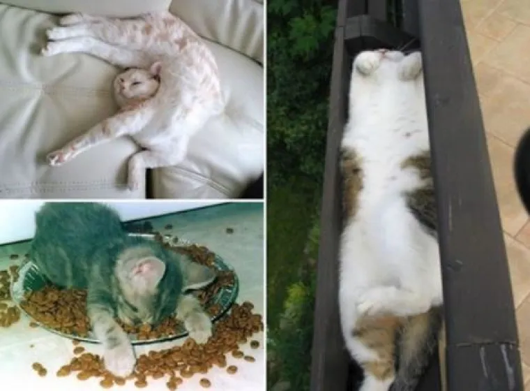 'Kao da su pokvarene': Ove mačke nasmijat će vas svojim pozama i izrazima lica!