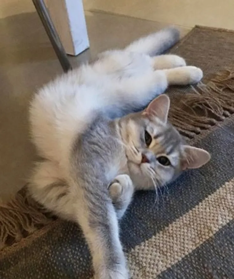 'Kao da su pokvarene': Ove mačke nasmijat će vas svojim pozama i izrazima lica!