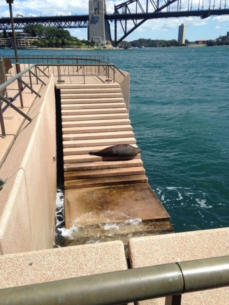 KORONU DRŽE POD KONTROLOM, ALI IH SVE OSTALO POKU&Scaron;AVA UBITI: Australska svakodnevica je malo drugačija od one na koju ste navikli