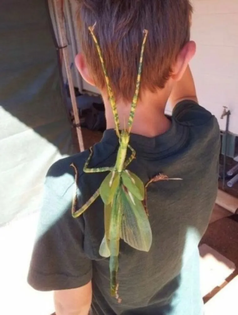 KORONU DRŽE POD KONTROLOM, ALI IH SVE OSTALO POKU&Scaron;AVA UBITI: Australska svakodnevica je malo drugačija od one na koju ste navikli