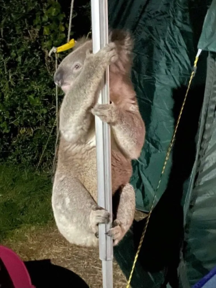 KORONU DRŽE POD KONTROLOM, ALI IH SVE OSTALO POKU&Scaron;AVA UBITI: Australska svakodnevica je malo drugačija od one na koju ste navikli