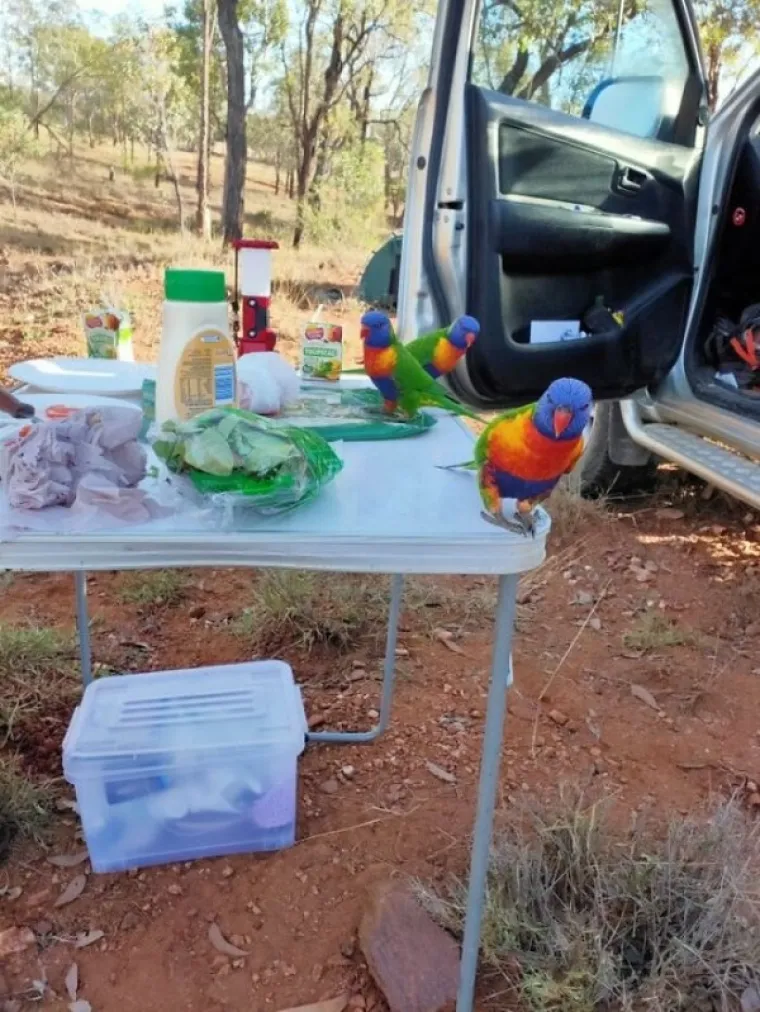 KORONU DRŽE POD KONTROLOM, ALI IH SVE OSTALO POKU&Scaron;AVA UBITI: Australska svakodnevica je malo drugačija od one na koju ste navikli