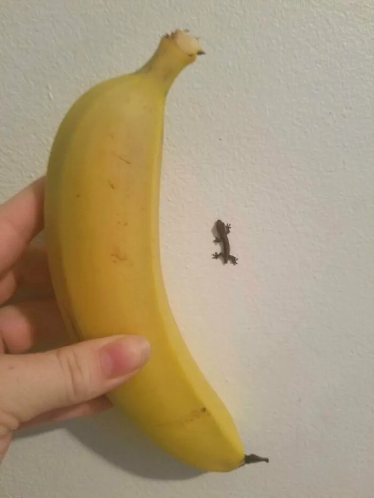 KORONU DRŽE POD KONTROLOM, ALI IH SVE OSTALO POKU&Scaron;AVA UBITI: Australska svakodnevica je malo drugačija od one na koju ste navikli