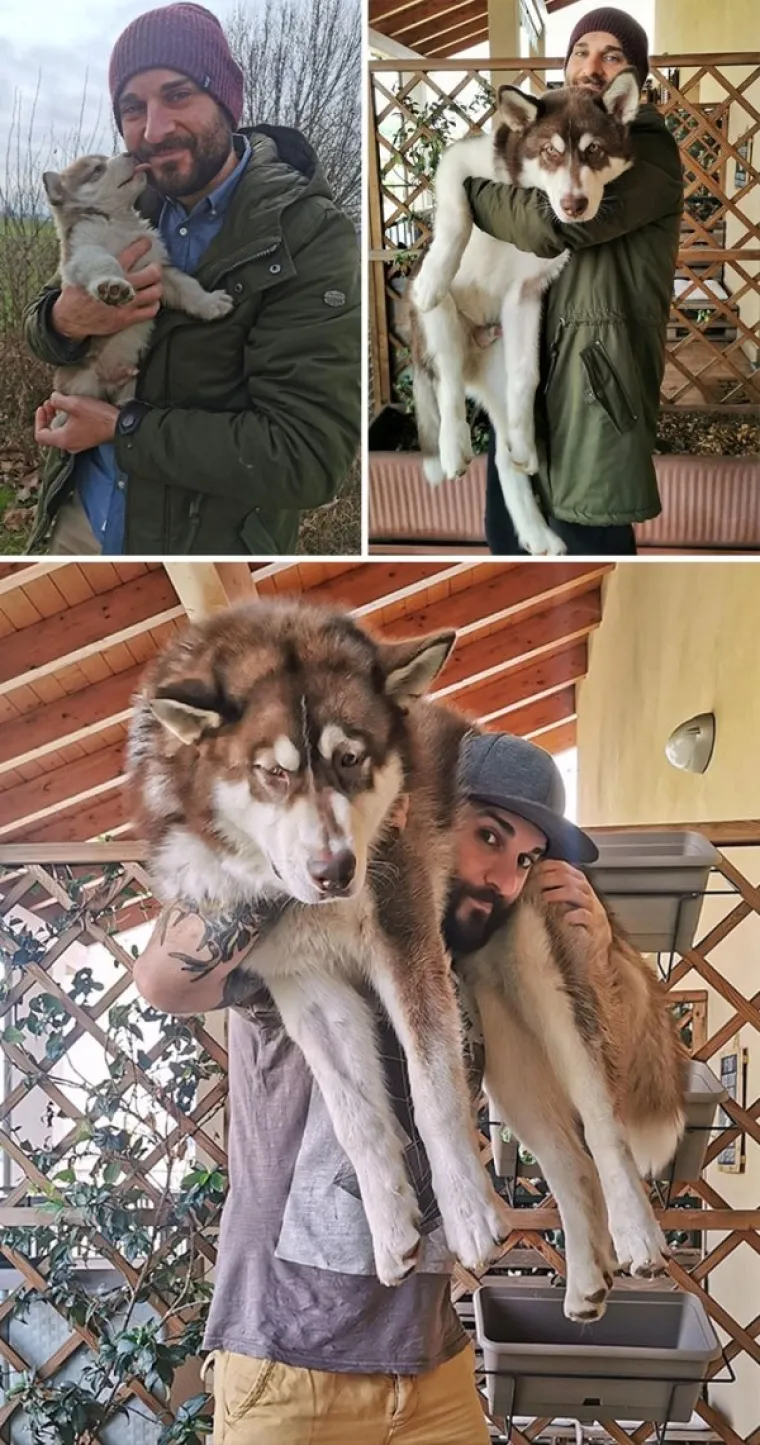 Jedan, pet i 10 mjeseci star pas