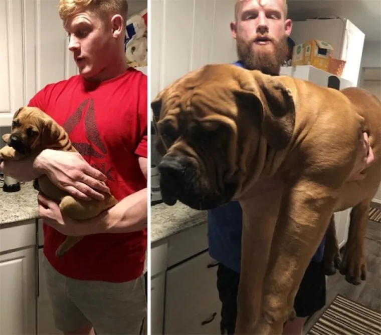 Koliko je narastao u osam mjeseci