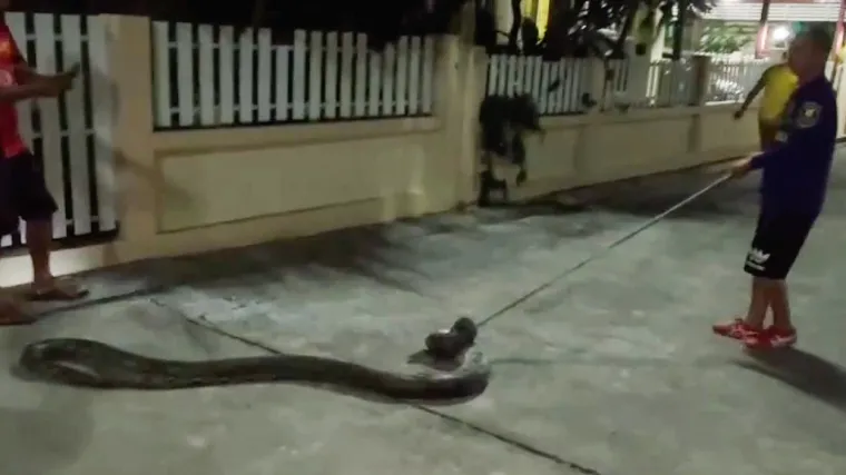 Kad je spasilački tim stigao, zmija se jedva pomaknula s mjesta na kojem je pronađena pa su ljudi utvrdili da je vjerojatno upravo pojela golem obrok.