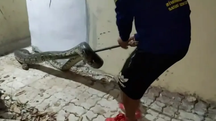 Sišla je provjeriti o čemu se radi i šokirala se nakon što je shvatila da je riječ o divovskoj zmiji . Otrčala je natrag u kuću i pozvala svog dečka upomoć. On je odmah kontaktirao spasioce životinja kako bi izvukli gmaza s imanja.
