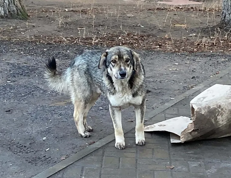 SVAKA ČAST, LEGENDO! Ovaj je čovjek bez razmišljanja skočio u zaleđeni ribnjak kako bi spasio - unesrećenog psa