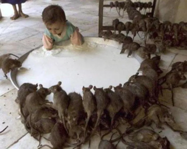 AKO DOĐETE DO KRAJA OVE &lsquo;UKLETE&rsquo; GALERIJE, ONDA VAS NI&Scaron;TA NE MOŽE UPLA&Scaron;ITI: Provjerite jeste li običan smrtnik ili imate &lsquo;čelična muda&rsquo;