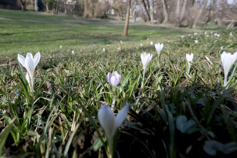 Najava skorog dolazak proljeća