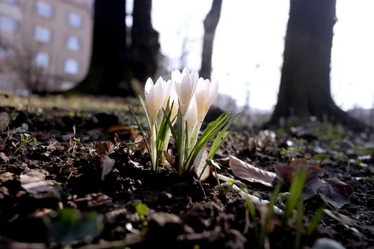 Najava skorog dolazak proljeća