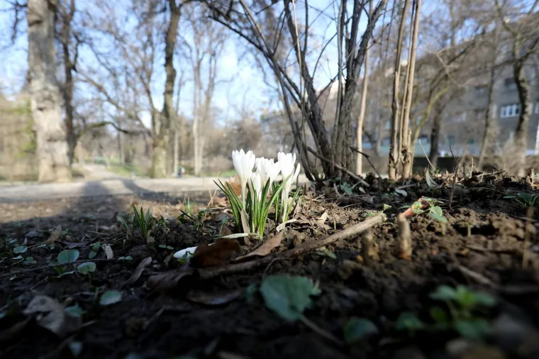 Najava skorog dolazak proljeća