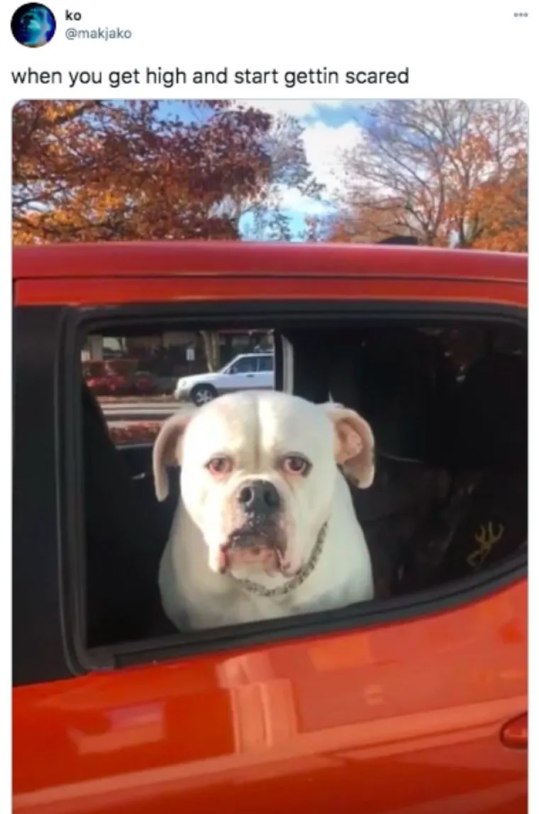 KAO, NITKO NE KUŽI: Ljudi poku&scaron;ali dočarati kako je to kad si napu&scaron;en, a pravi&scaron; se da si sasvim okej u glavi