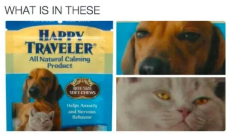 KAO, NITKO NE KUŽI: Ljudi poku&scaron;ali dočarati kako je to kad si napu&scaron;en, a pravi&scaron; se da si sasvim okej u glavi