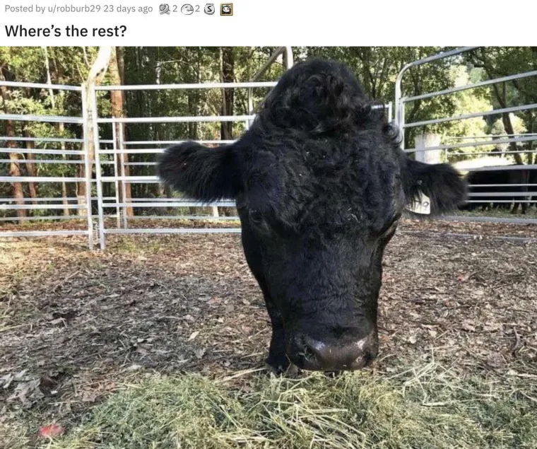 KOJI VRAG SE OVDJE DOGAĐA? Ove fotke morat ćete dobro pogledati i to dvaput. Ok, možda triput