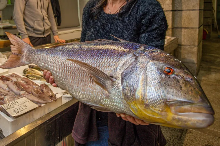 Na Pulskoj ribarnici danas je bogatu ponudu ribe dopunio ovaj kapitalac zubatac ulovljen u okolici Pule. Za zubaca od 6 i pol kilograma trebat će izvojiti oko 900 kuna.