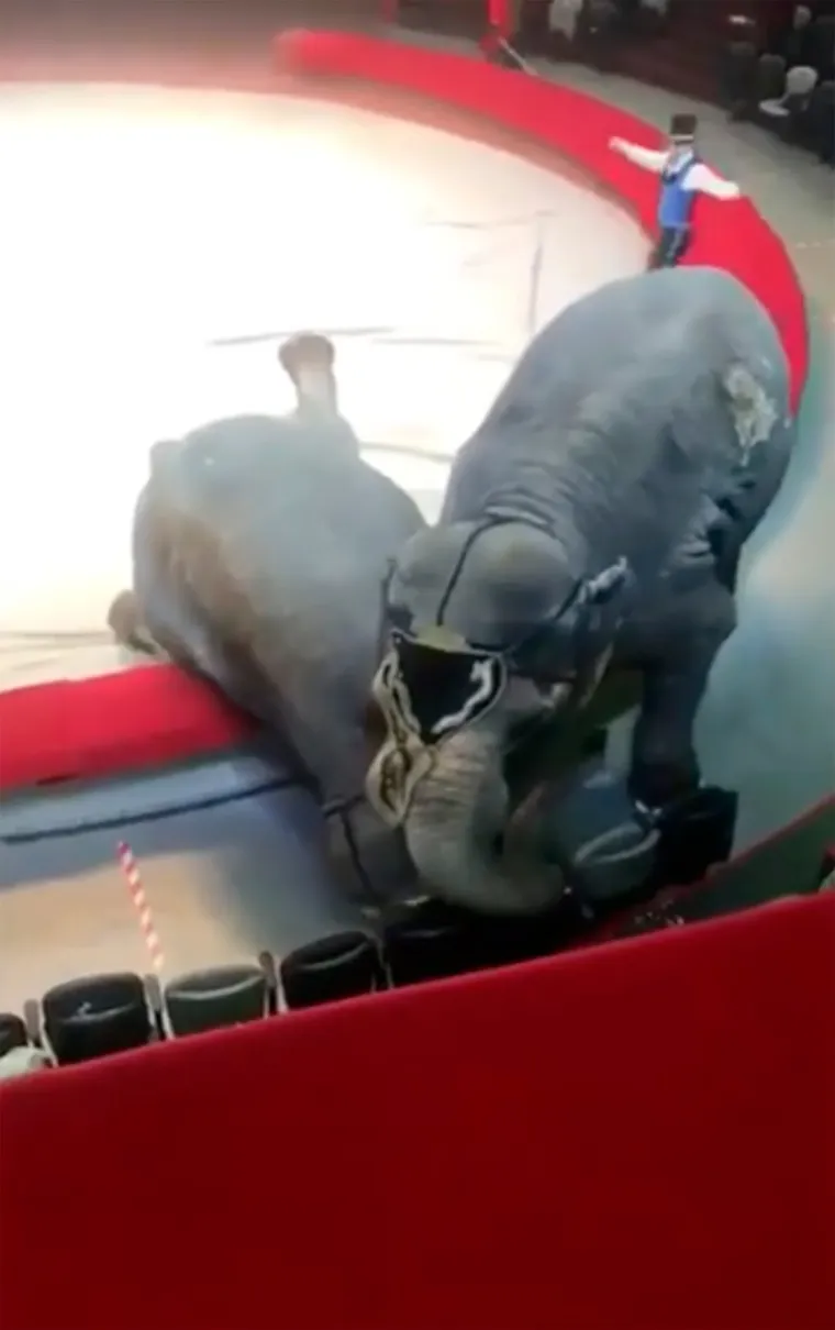 KAOS I PANIKA U CIRKUSU: Slonovi se zakrvili i probili u publiku, roditelji s djecom vri&scaron;teći spa&scaron;avali živu glavu