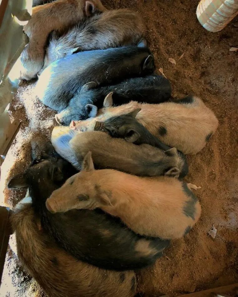 PRIZNAJTE, I VI ŽELITE OVAJ POSAO: Prodala je kuću i život posvetila životinjama. Ima ih već skoro 200, pogledajte taj raj!